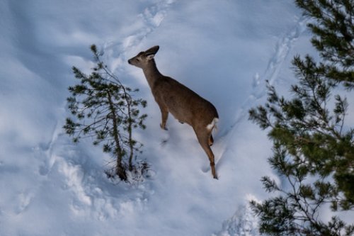 Rådyr i vinterlandskap