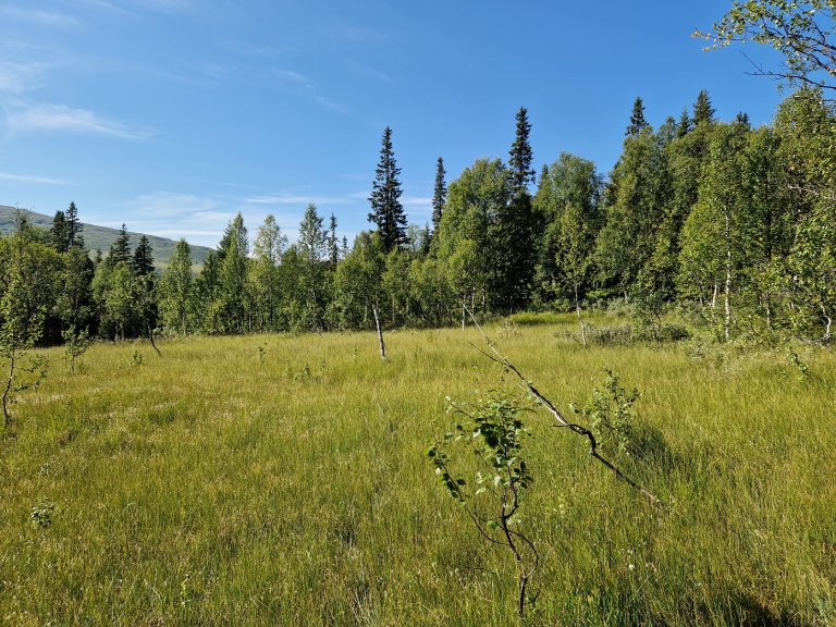 I Kvelia er det lang tradisjon for slått av myrer. Arealene blir ivaretatt med årlig slått og beiting. Det er utarbeidet skjøtselplaner for slåttemarkene. Foto: Sigrun Aune