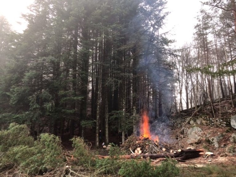 Bilde fra hogsten med en grønn fremmed vegg. Furøya, Agder_foto RAGG AS