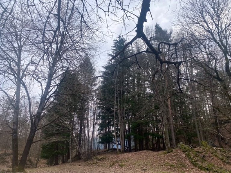 Bilde før hogst. Furøya, Agder_foto RAGG AS