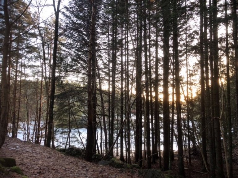 Bilde mot Båthuset før hogst. Furøya, Agder_foto RAGG AS