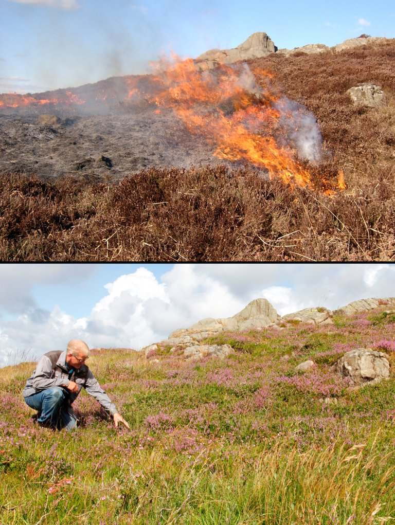 Brenning av kystlynghei og resultatet Foto Linn Knutsen og Oskar Puchmann