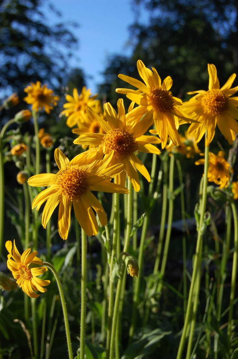 Solblom Arnica montana_Kristina Bjureke NHM UiO