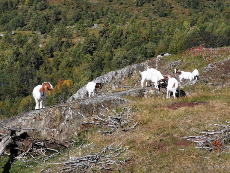 Ein kan koma til å treffe på desse trivelege boergeitene på turen. På beitemarka der dei går er det rydda bort ein god del einerkratt slik at den artsrike vegetasjonen kjem fram i lyset att. Nordherad, Innlandet_Foto Stig Horsberg