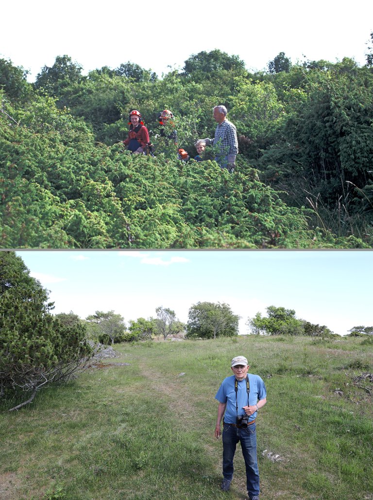 På Stråholmen er gjengrodde arealer ryddet og tatt i bruk som beitemark for villsau. Foto: Oskar Puschmann, NIBIO/Riksantikvaren