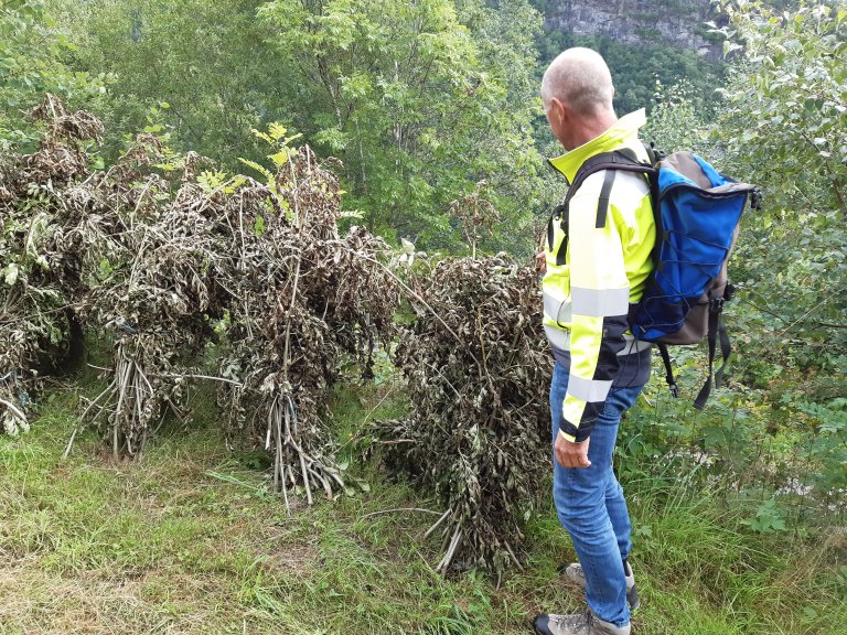 Lauvkjerr til tørk etter styving. Grinde og Engjasete, Vestland_Foto Trude Knagenhjelm, Statsforvaltaren i Vestland