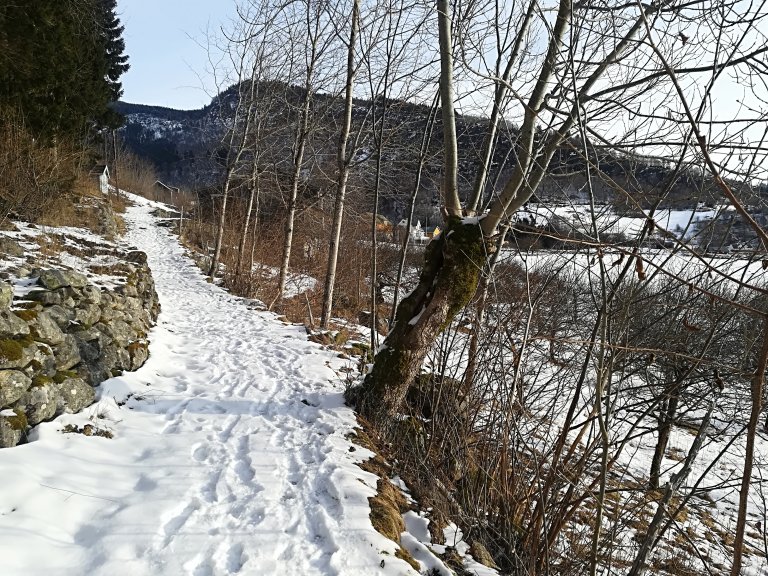 Styva tre finst overalt på Grinde og Engjasete. Slik ser styvingstrea ut før styving. Grinde og Engjasete, Vestland_Foto Trude Knagenhjelm, Statsforvaltaren i Vestland