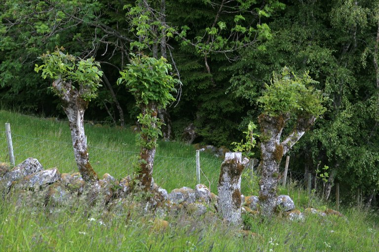 Styvingstre_UKL_Grinde Foto Oskar Puschman