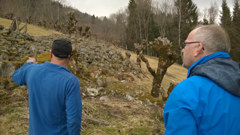 På Grinde gjer Roald Lunde ein stor innsats med styving og årleg skjøtsel av kulturlandskapet elles. Grinde og Engjasete, Vestland_Foto Trude Knagenhjelm, Statsforvaltaren i Vestland