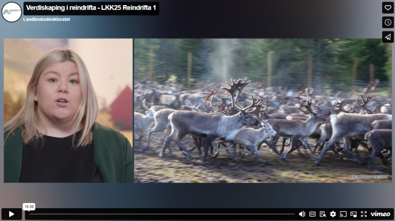 Verdiskaping i reindrifta