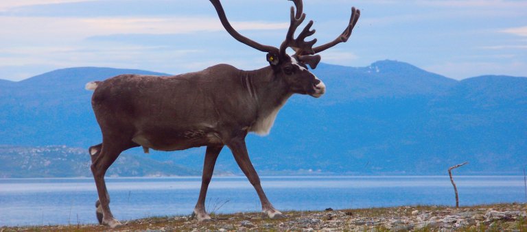 Reindrift, en rein med fjell i bakgrunnen.jpg