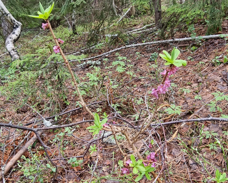 Miljøkartlegging av skog. Her er det funnet tysbast på kalkrik mark.   Foto Turid Asklund Trötscher.png