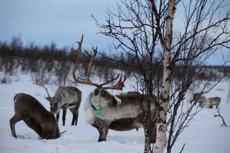 Rein i vinterlandskap Kautokeino