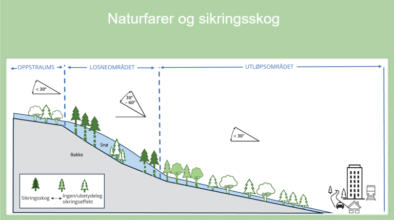 Illustrasjon som viserhvordan skog kan redusere snøskred hvor helling er over 30 grader.