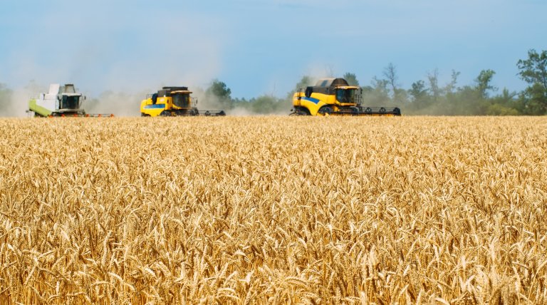 Combine harvester harvests ripe wheat