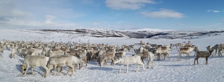 Mai-2020-Bollestad-fôrer-rein-på-vidda.jpg