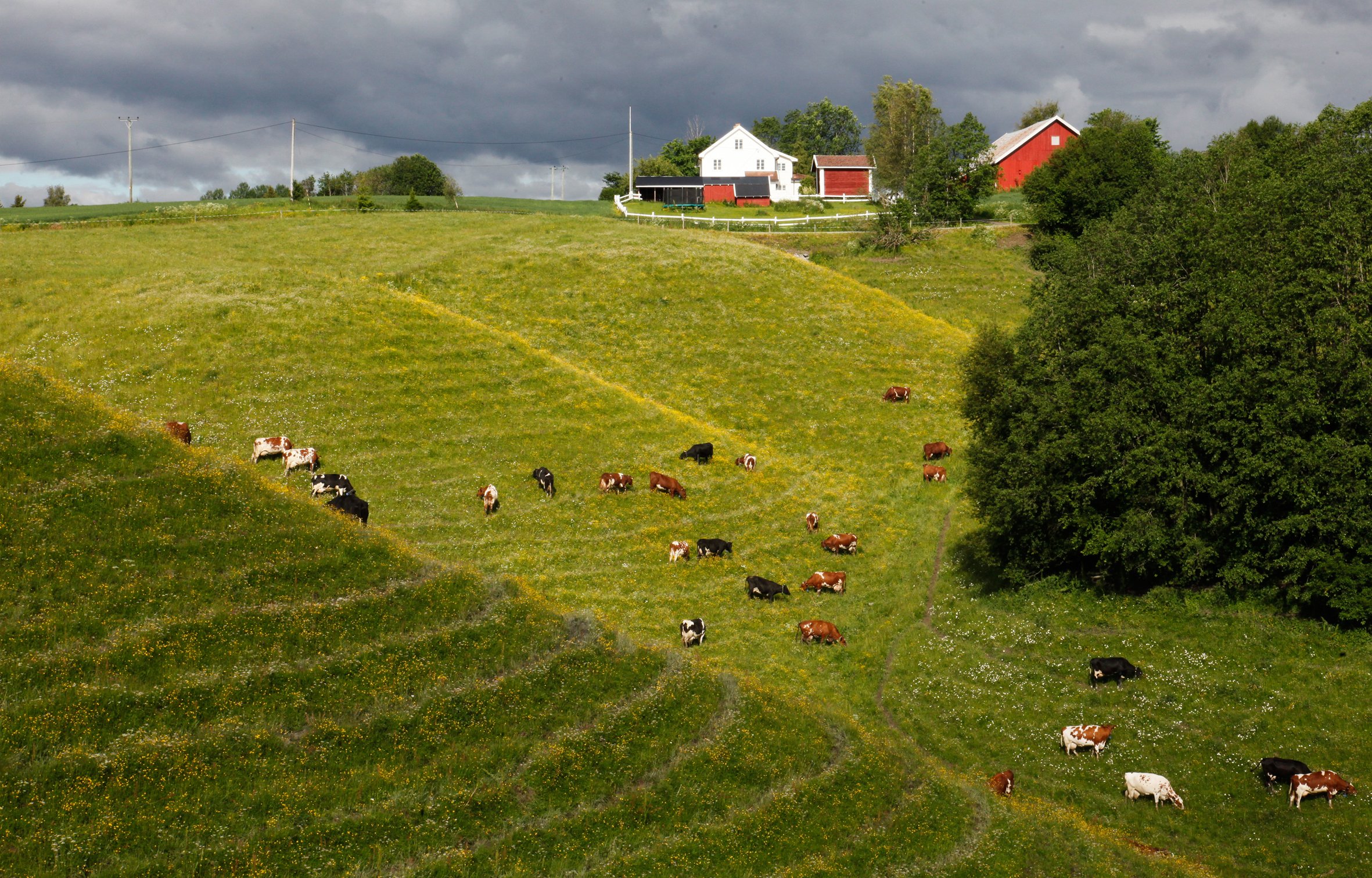 Ravinedalsbeiter i god hevd på gården Lyshaug. Beitetråkket fra kyra er tydelig i landskapet. Foto Oskar Puschmann
