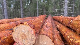 Tømmerstokker stablet og klar for industrien.