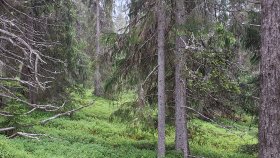 Skog