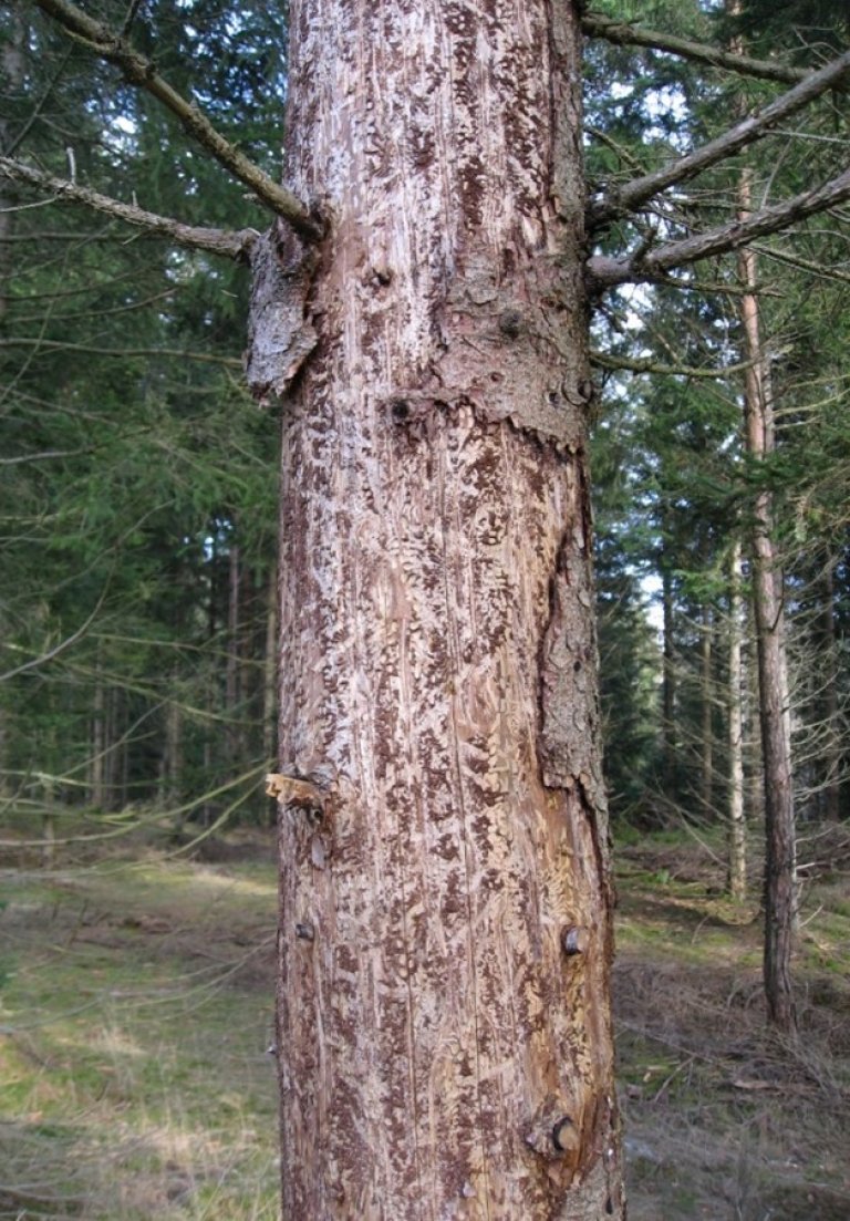 Tre som er masseangrepet og drept av granbarkbillen