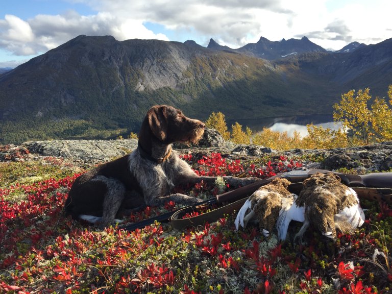 Jakthund i rød lyng som ser ut over vann og fjell, ved siden av fugl og jaktgevær.
